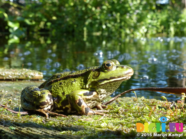 FZ019951 Marsh frogs (Pelophylax ridibundus)